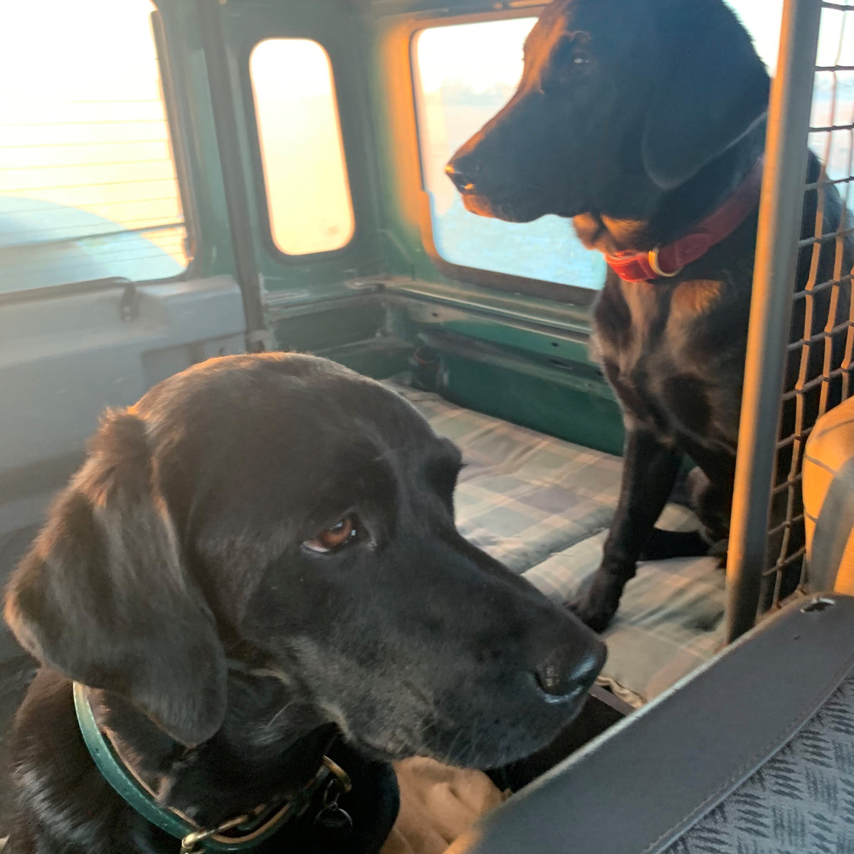 Halsbånd til hund Rød fra Sophie Allport str. S - M